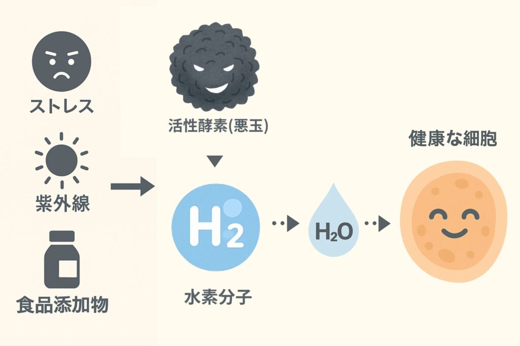 水素は「悪玉活性酸素」を無害な水に変える