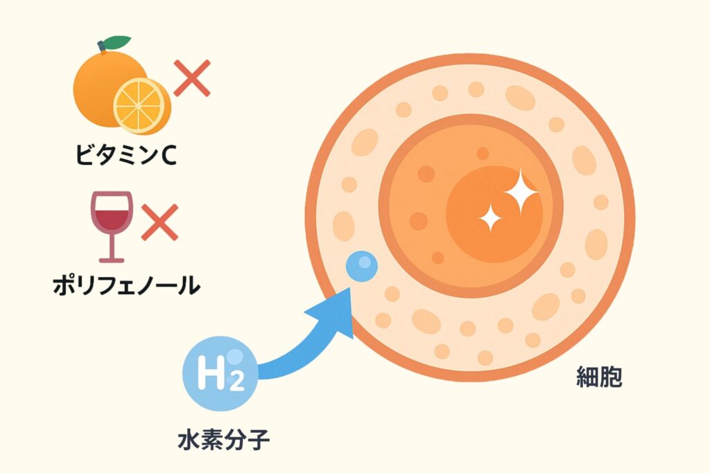 細胞の奥まで届き、身体を酸化ストレスから守る